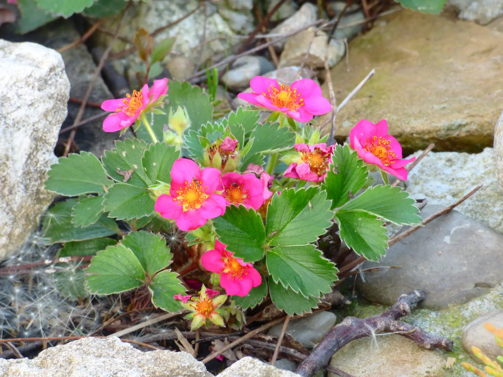 Pink Panda Strawberry (Fragaria 'Pink Panda') — The Fragaria 'Pink Panda,' commonly referred to as the Pink Panda Strawberry