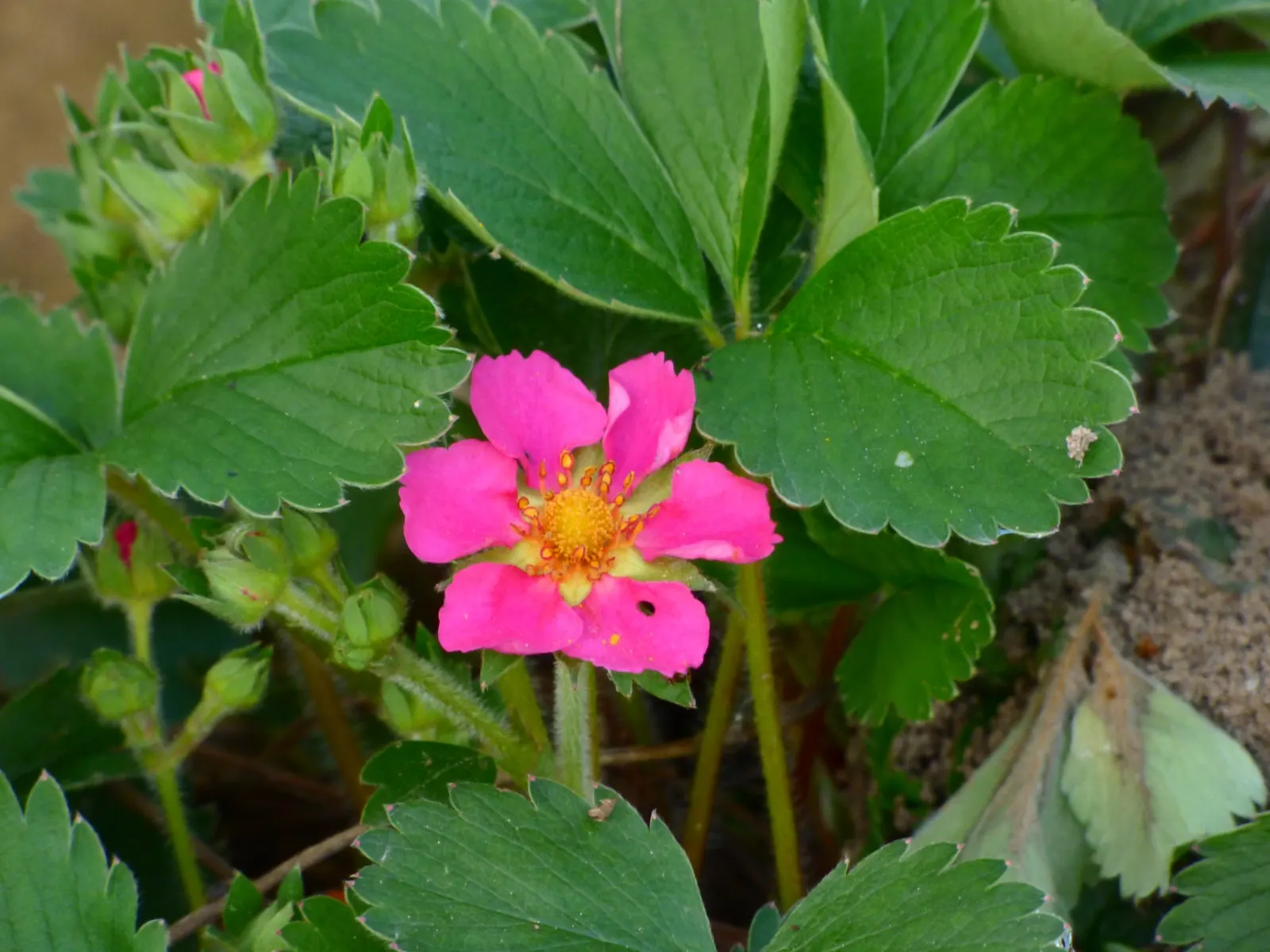 Pink Panda Strawberry (Fragaria 'Pink Panda') — Preferring full sun to partial shade, it makes an excellent ground cover and borders plant