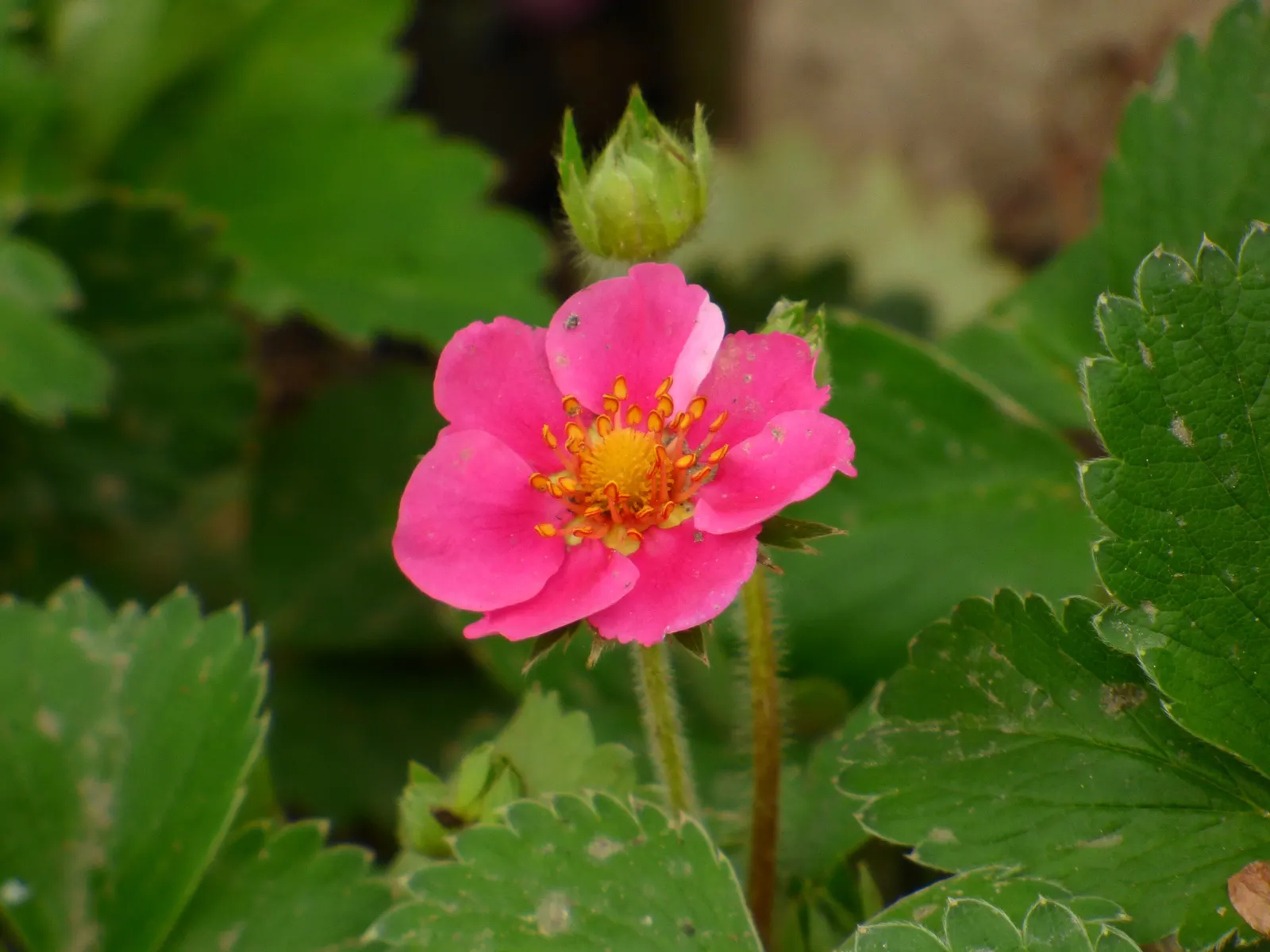 Pink Panda Strawberry (Fragaria 'Pink Panda') — commonly referred to as the Pink Panda Strawberry