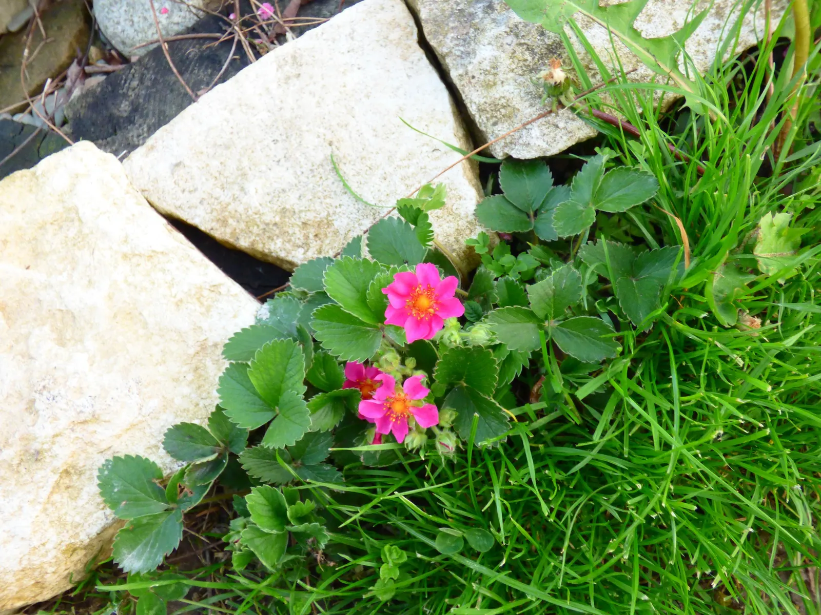 Pink Panda Strawberry (Fragaria 'Pink Panda') — Celebrated for its ornamental deep pink blossoms and edible