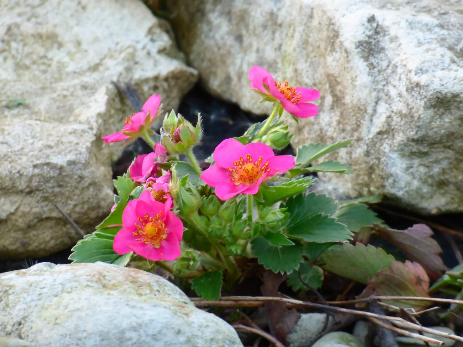 Pink Panda Strawberry (Fragaria 'Pink Panda') — Ensure well-draining soil for optimal growth and fruit production