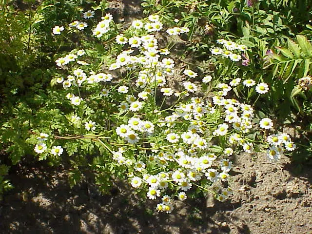 Feverfew (Tanacetum Parthenium) — while demanding minimal care beyond basic watering and occasional pruning