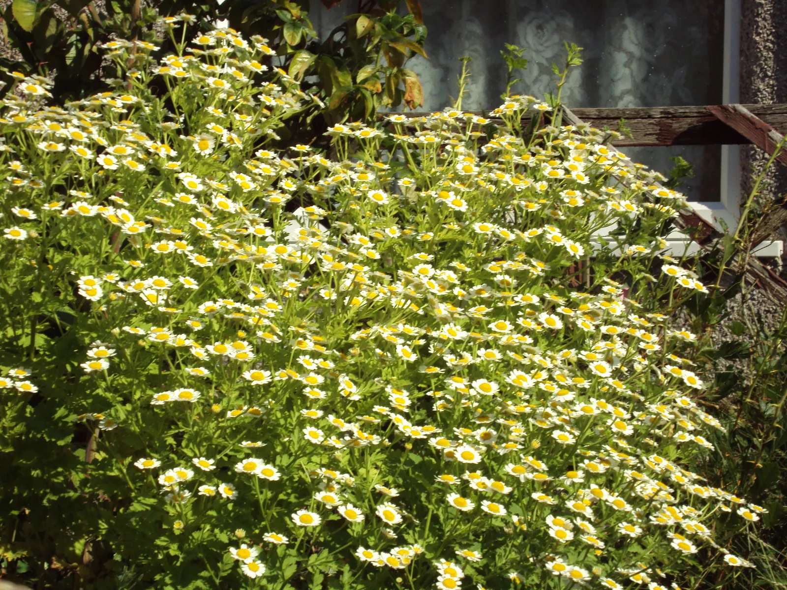 Feverfew (Tanacetum Parthenium) — which typically bloom from early summer until fall; hardy from USDA zones 5-9, it requires minimal maintenance once