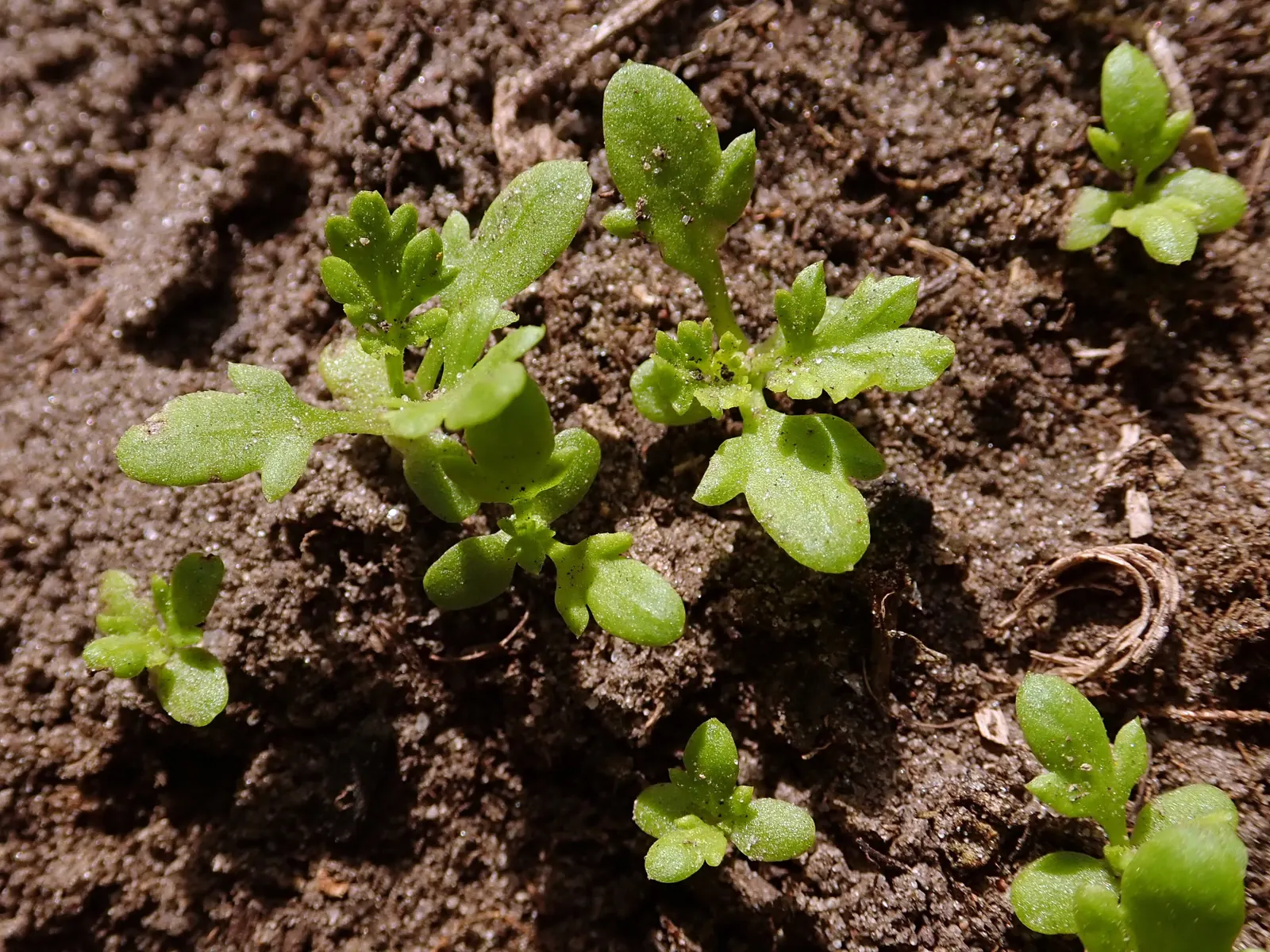 Feverfew (Tanacetum Parthenium) — herb / perennial for full; while demanding minimal care beyond basic watering and occasional pruning