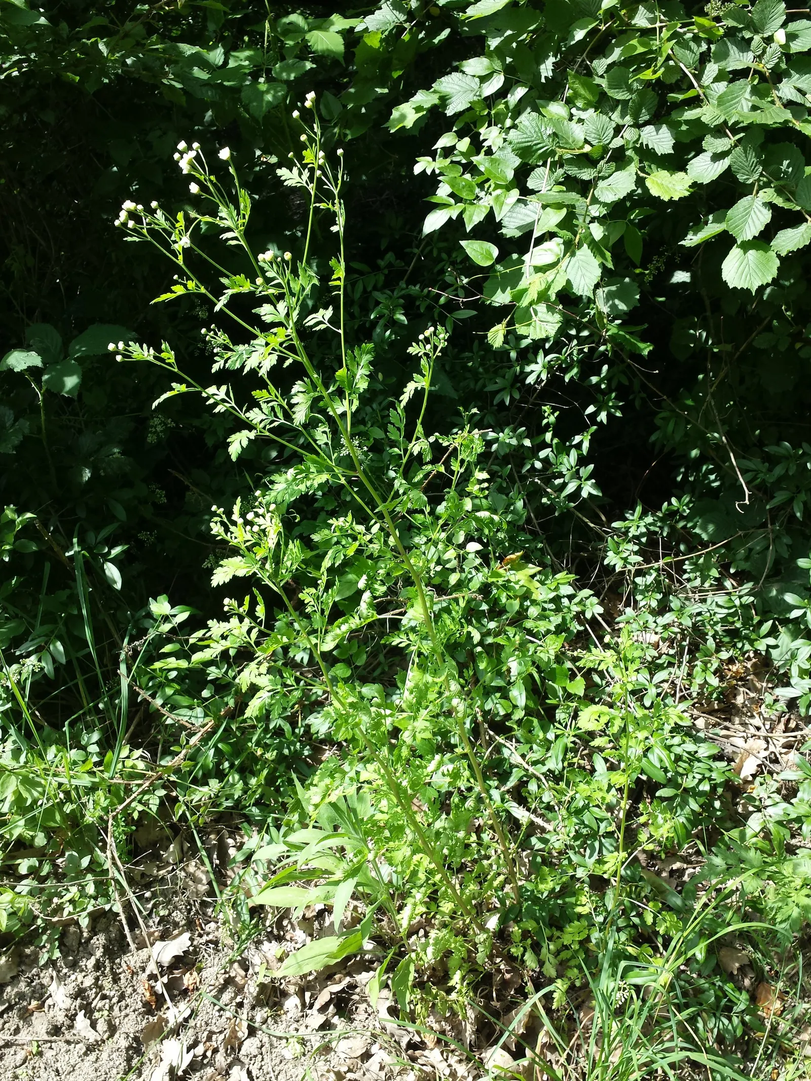 Feverfew (Tanacetum Parthenium) — When integrating into garden design, it should be noted that it can self-seed prolifically; feverfew, Tanacetum parthenium