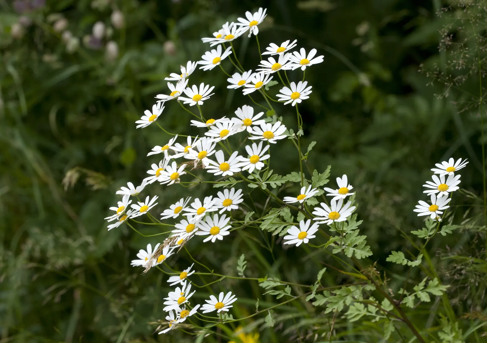 Feverfew (Tanacetum Parthenium) — Tanacetum parthenium is drought-tolerant and thrives in well-drained soil; known for its medicinal properties, it thrives in