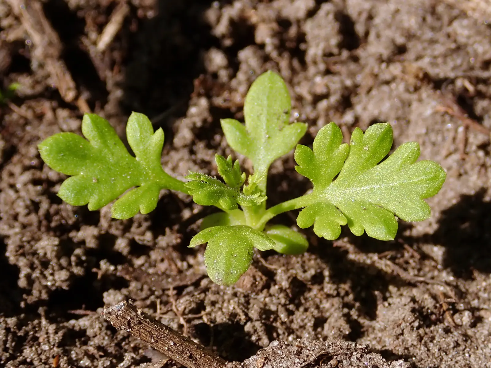 Feverfew (Tanacetum Parthenium) — Its lacy foliage, bright flowers, and robust growth make it ideal for borders and cottage gardens; it reaches 1.5‚Äì2 feet in