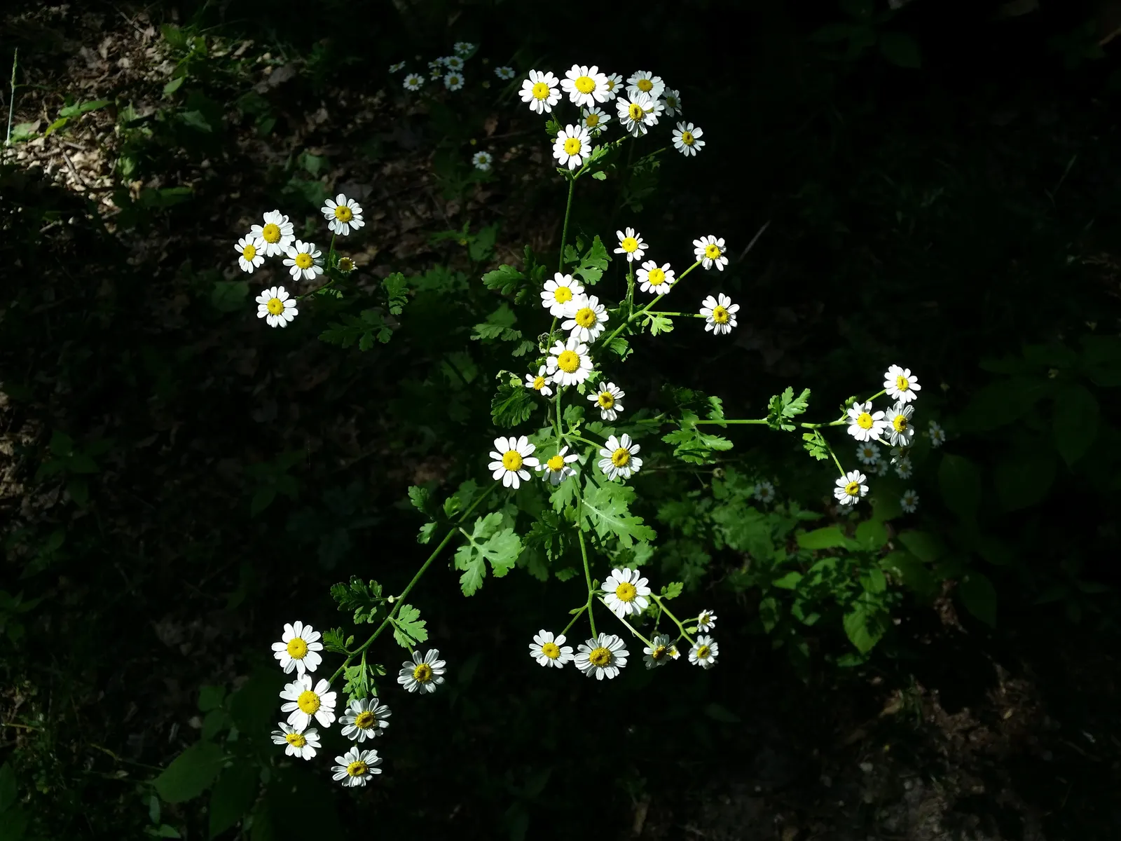 Feverfew (Tanacetum Parthenium) — When integrating into garden design, it should be noted that it can self-seed prolifically; feverfew, Tanacetum, image 63