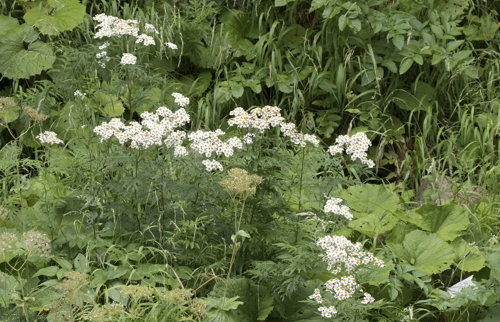 Feverfew (Tanacetum Parthenium) — Known for its medicinal properties, it thrives in full sun to partial shade and well-draining soils; to manage, image 49