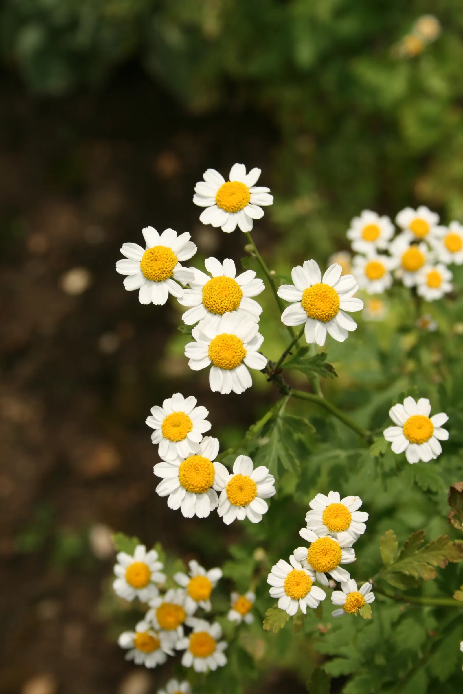 Feverfew (Tanacetum Parthenium) — creating a feathery appearance
