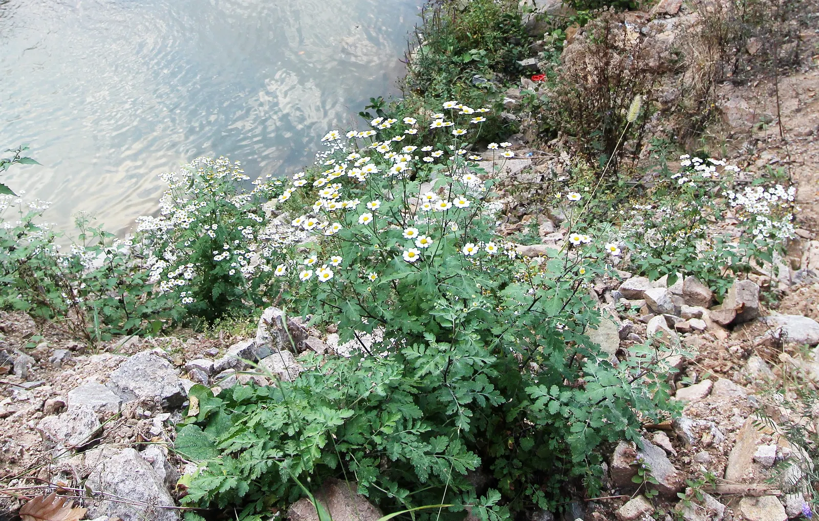 Feverfew (Tanacetum Parthenium) — Feverfew offers enduring charm