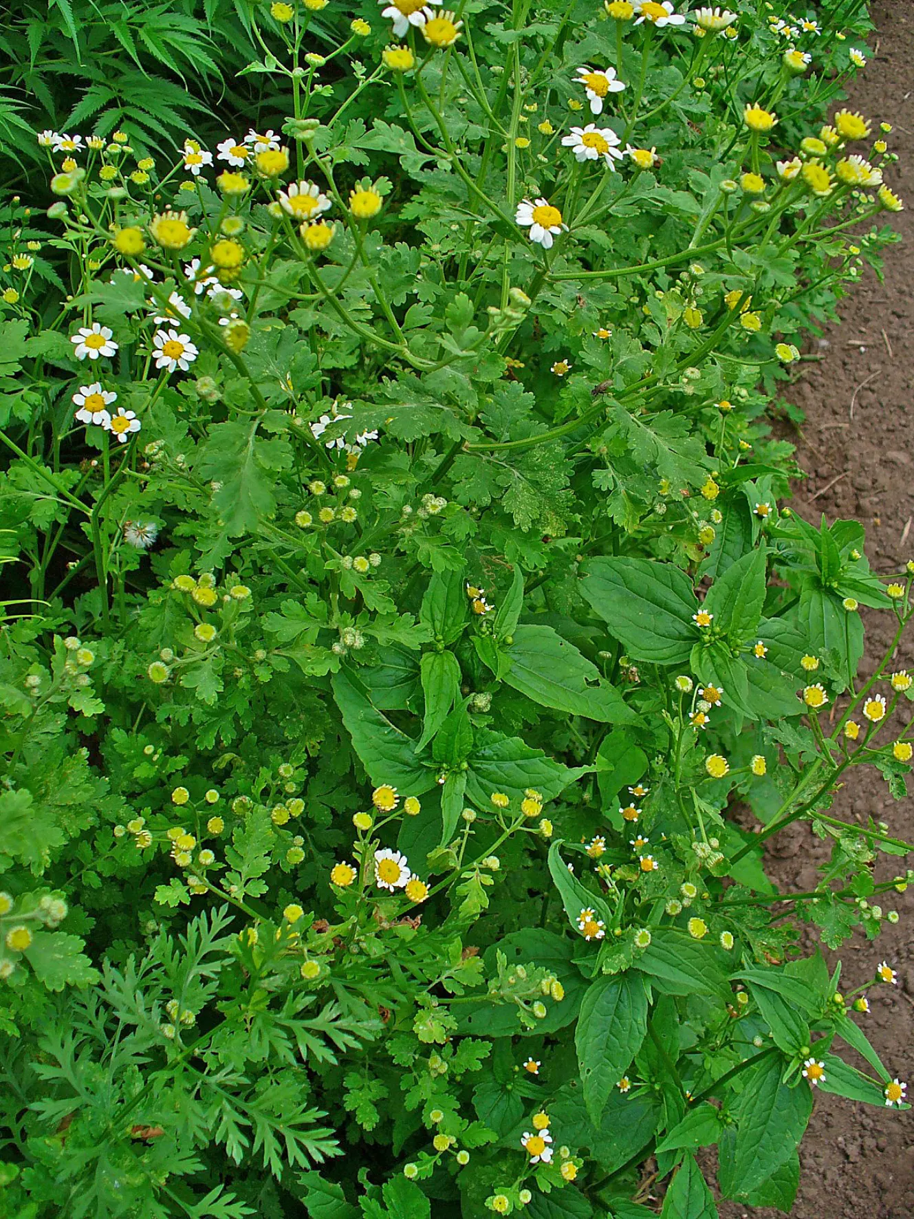 Feverfew (Tanacetum Parthenium) — Typically growing to a height between 1 to 2 feet with a similar spread