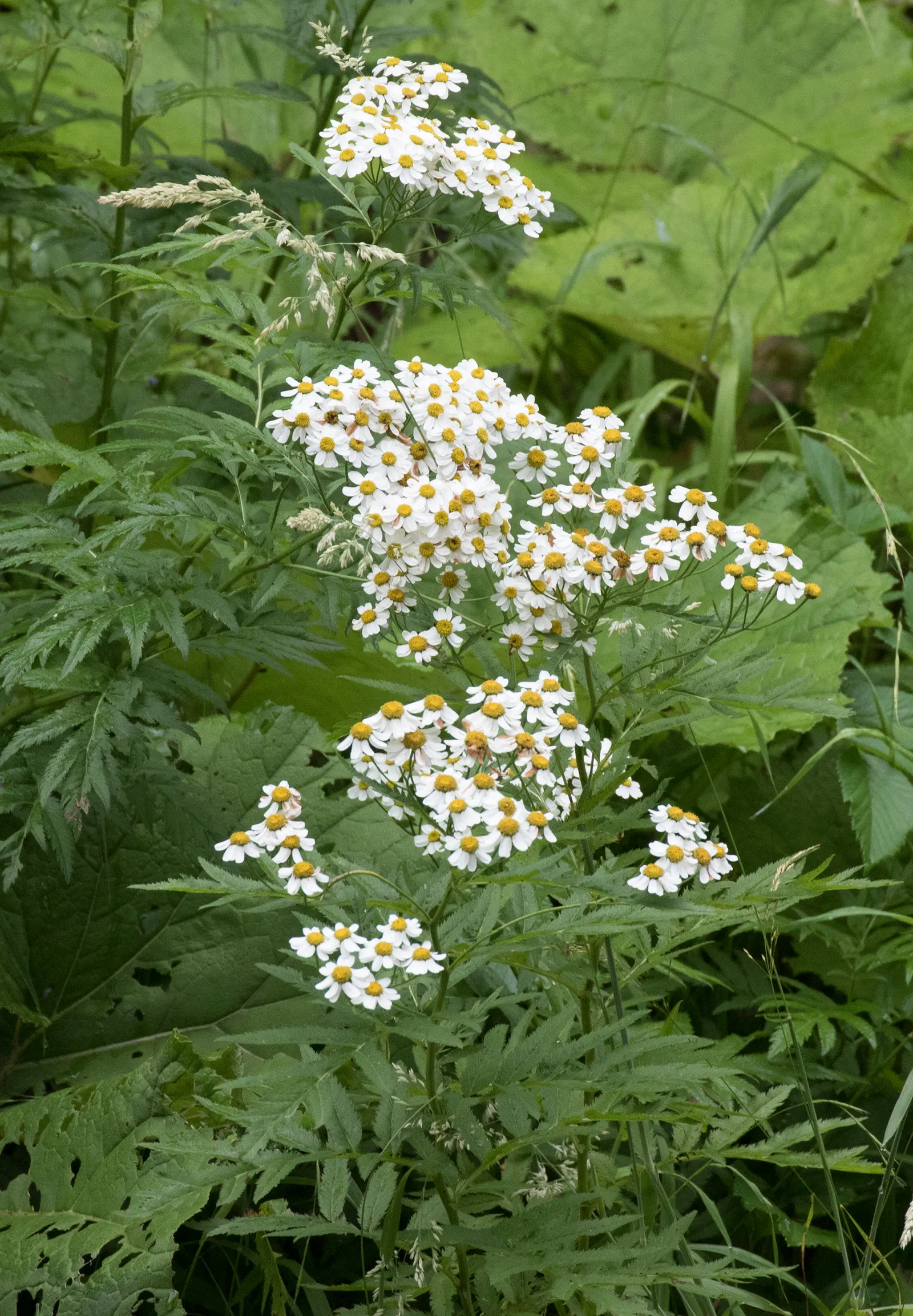 Feverfew (Tanacetum Parthenium) — while demanding minimal care beyond basic watering and occasional pruning; herb / perennial with white blooms