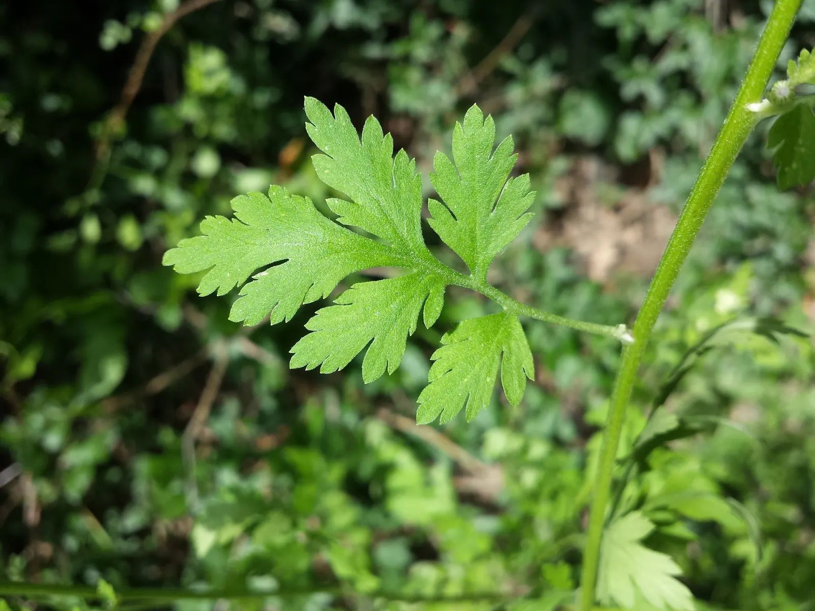 Feverfew (Tanacetum Parthenium) — Known for its medicinal properties, it thrives in full sun to partial shade and well-draining soils; to manage its spread and