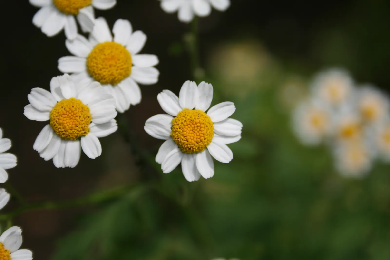 Feverfew (Tanacetum Parthenium) — which typically bloom from early summer until fall; hardy from USDA zones 5-9, it requires minimal maintenance, image 57