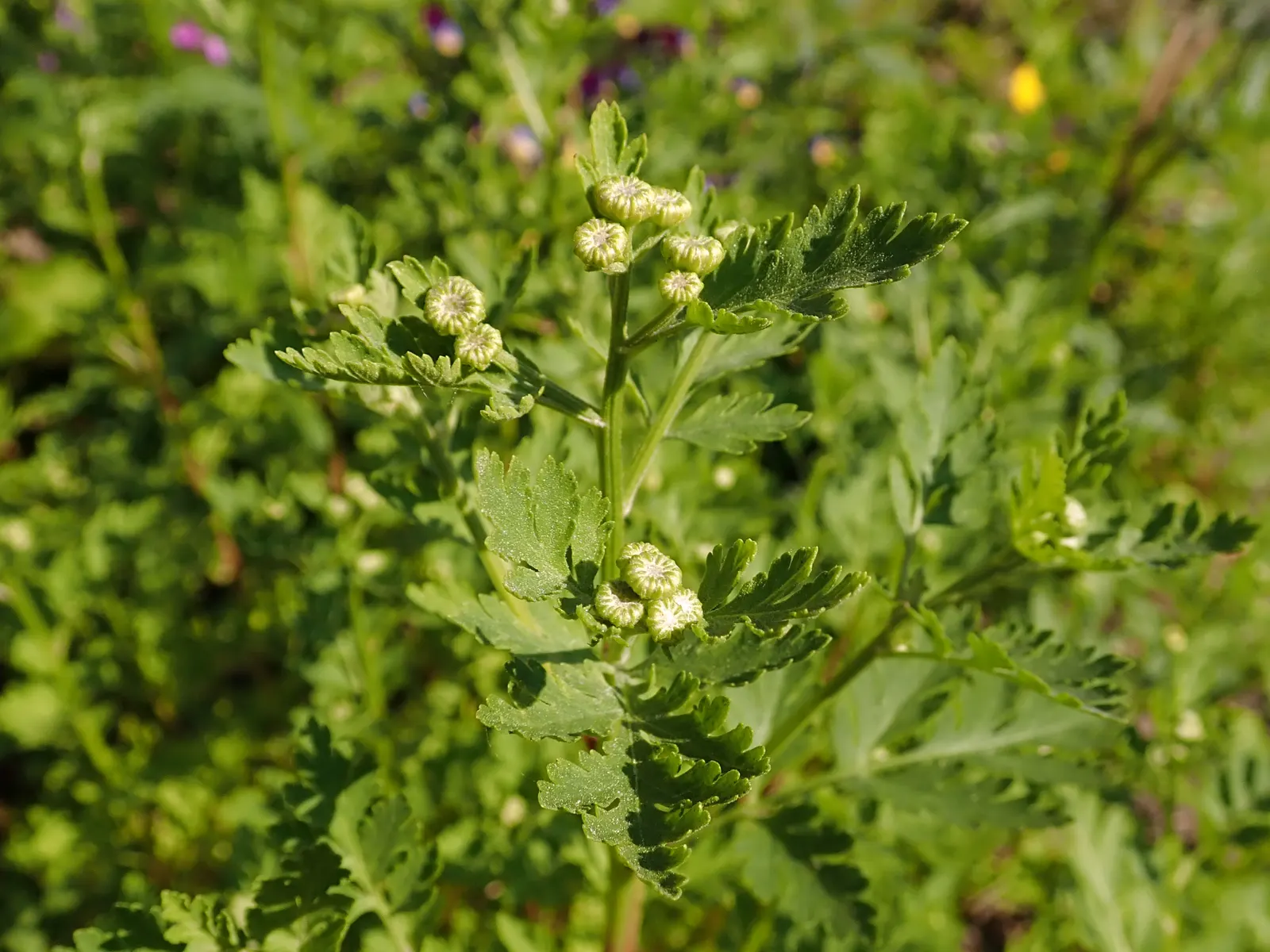 Feverfew (Tanacetum Parthenium) — Hardy from USDA zones 5-9, it requires minimal maintenance once established; its compact bushy nature fits well in borders or