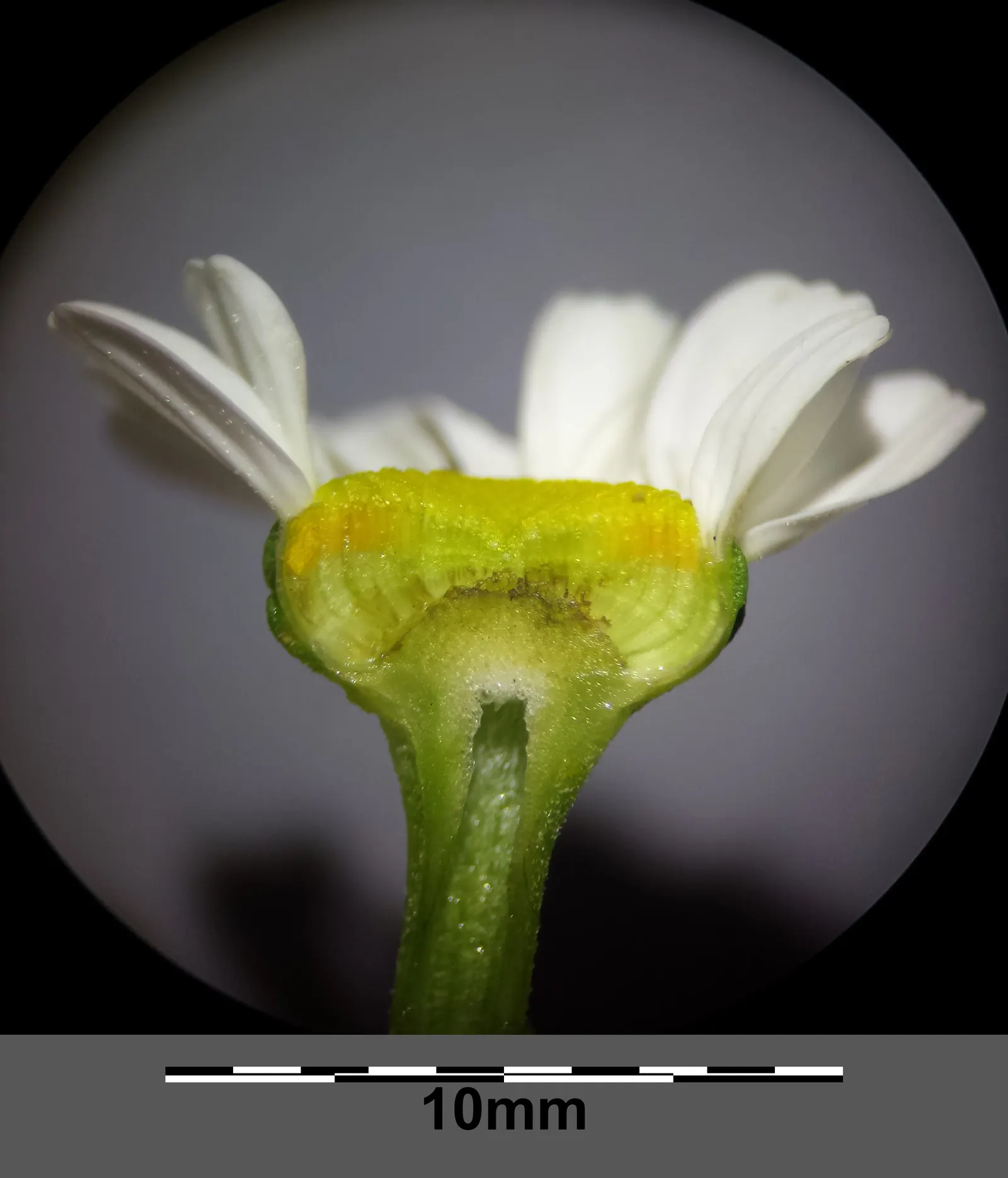 Feverfew (Tanacetum Parthenium) — It reaches 1.5‚Äì2 feet in height, with a similar spread