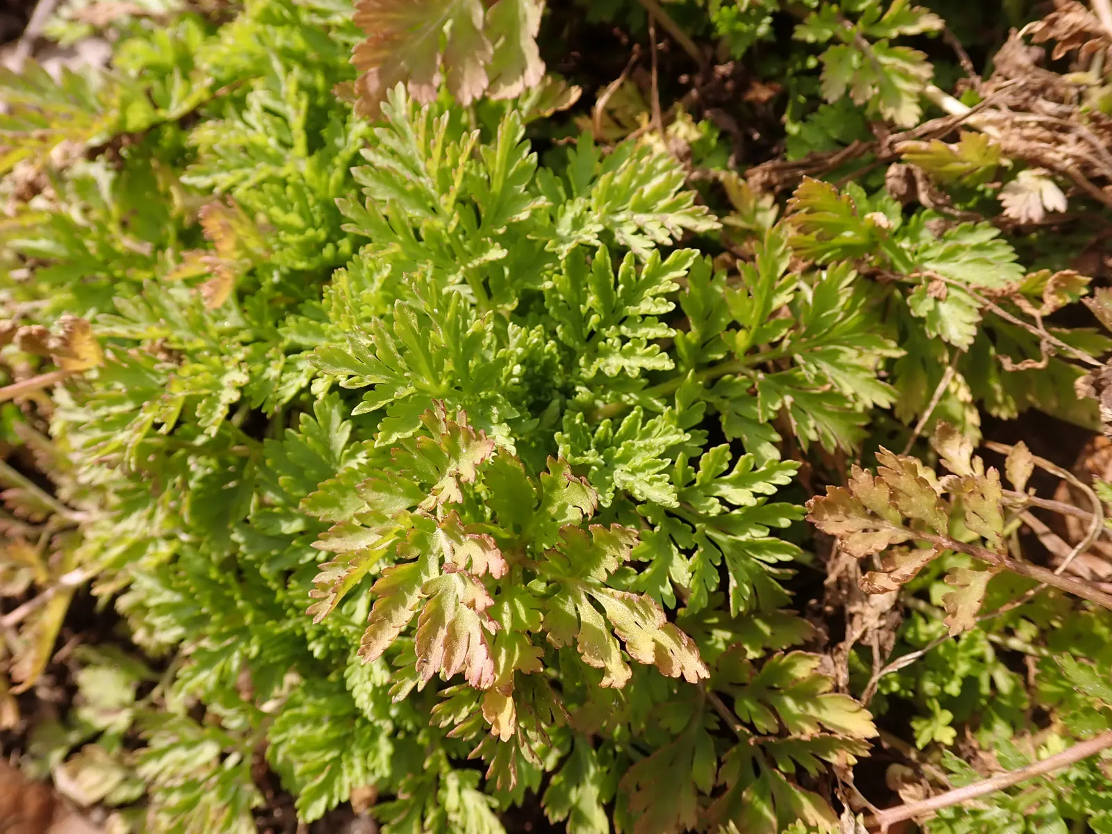 Feverfew (Tanacetum Parthenium) — its compact bushy nature fits well in borders or as a flowering ground cover; tanacetum parthenium is drought-tolerant and