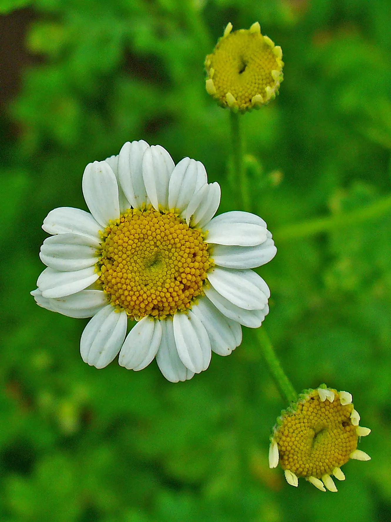 Feverfew (Tanacetum Parthenium) — herb / perennial with white blooms; creating a feathery appearance
