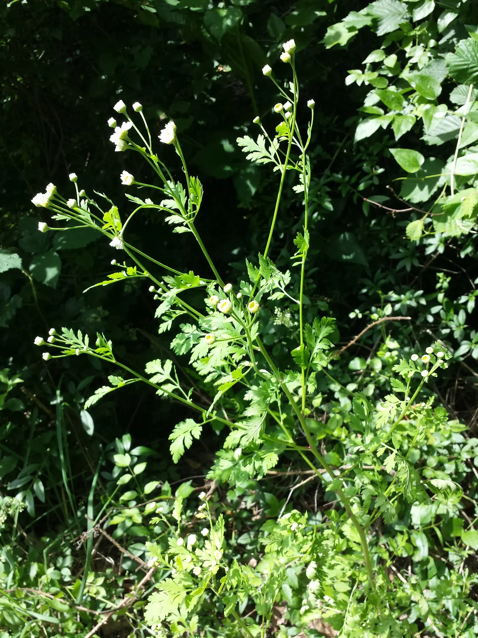 Feverfew (Tanacetum Parthenium) — often used to mitigate headaches