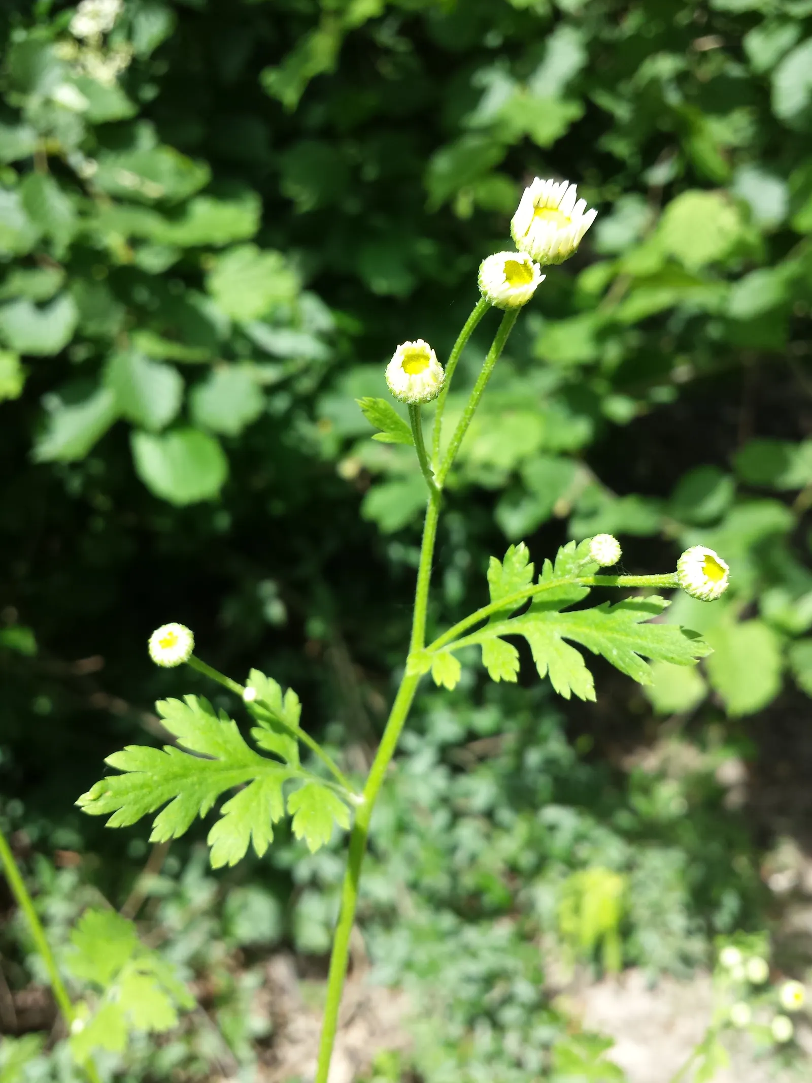 Feverfew (Tanacetum Parthenium) — but it also holds traditional use in herbal medicine