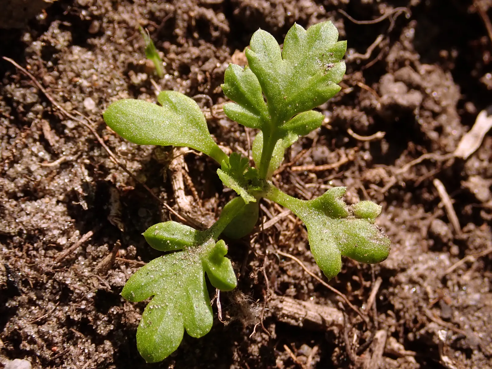 Feverfew (Tanacetum Parthenium) — white flowers in the garden