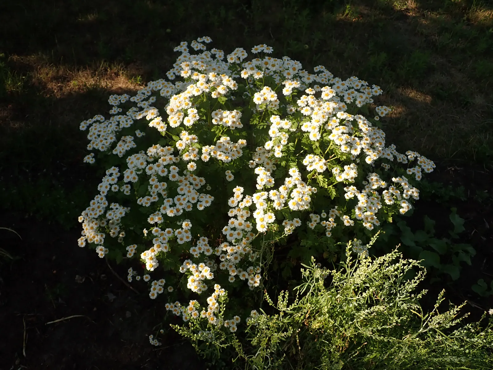 Feverfew (Tanacetum Parthenium) — to manage its spread and maintain a neat appearance; typically growing to a height between 1 to 2 feet with a similar spread