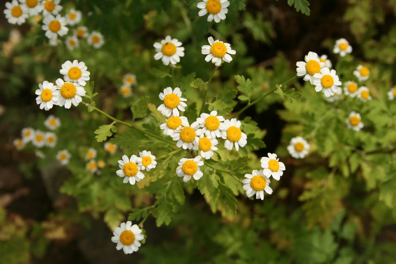 Feverfew (Tanacetum Parthenium) — Hardy from USDA zones 5-9, it requires minimal maintenance once established; its compact bushy nature fits well, image 74
