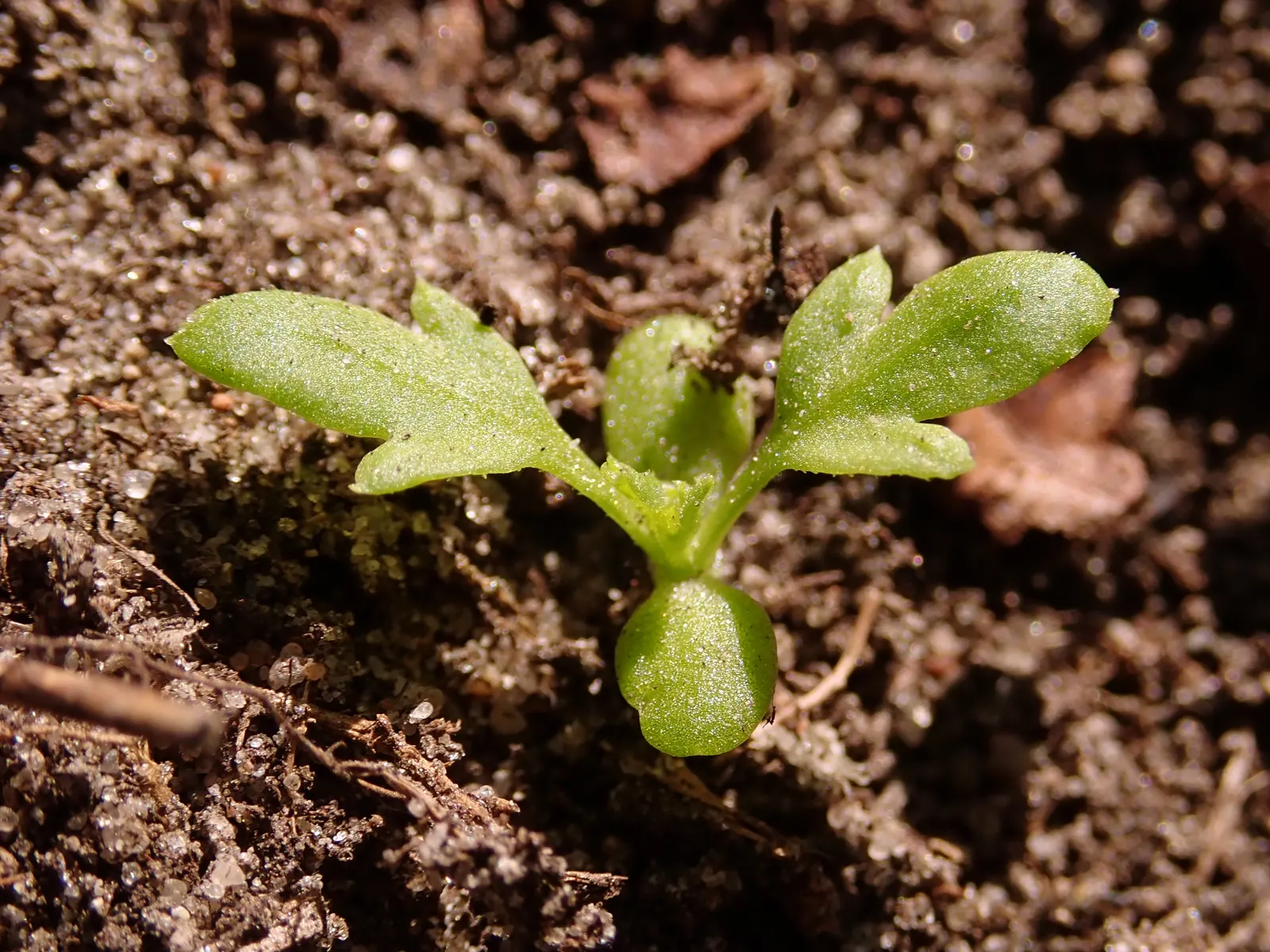 Feverfew (Tanacetum Parthenium) — green leaves that are divided into small segments
