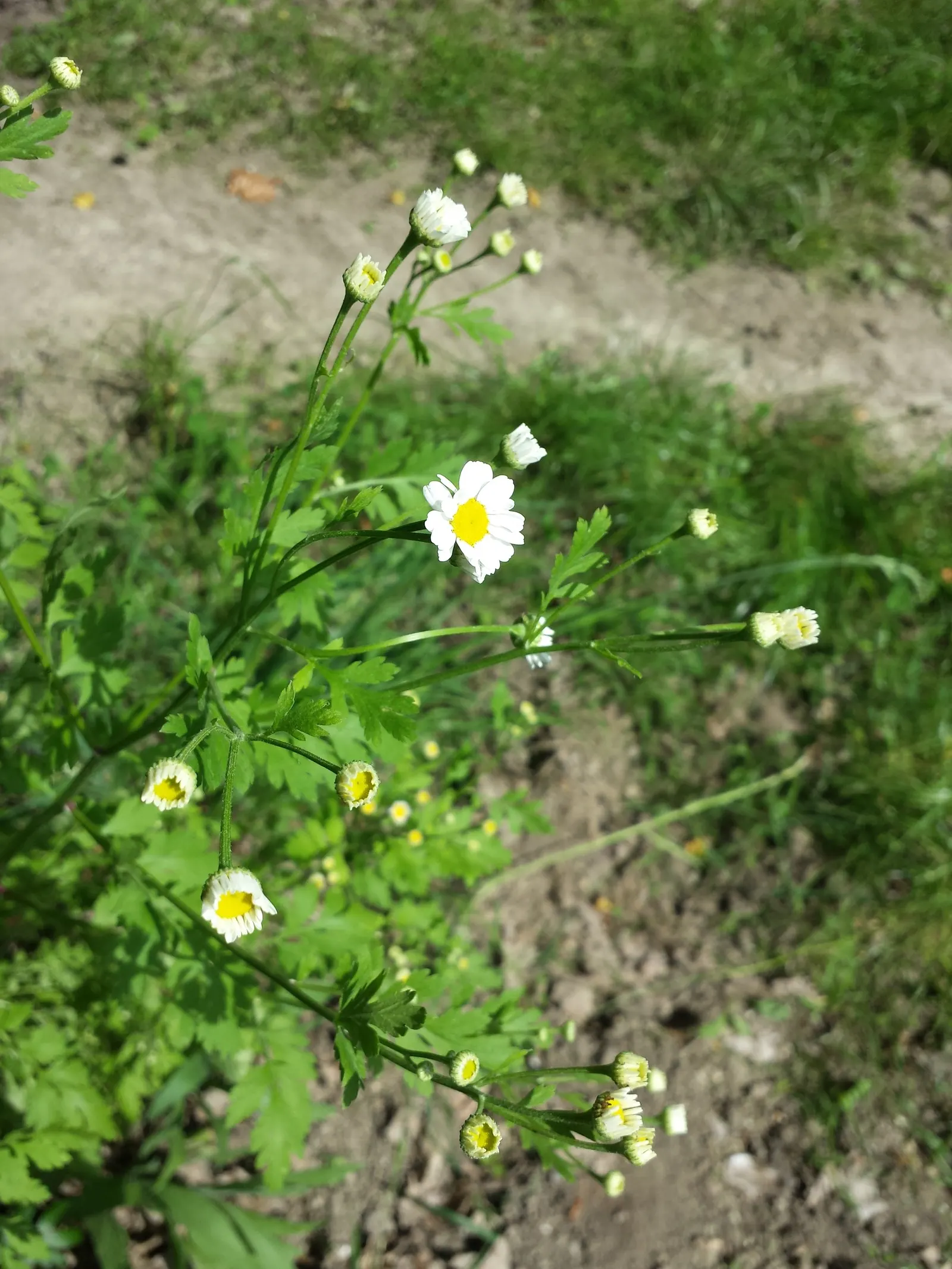 Feverfew (Tanacetum Parthenium) — The plant boasts daisy-like flowers with white petals surrounding a yellow disk; white flowers in the garden, image 56