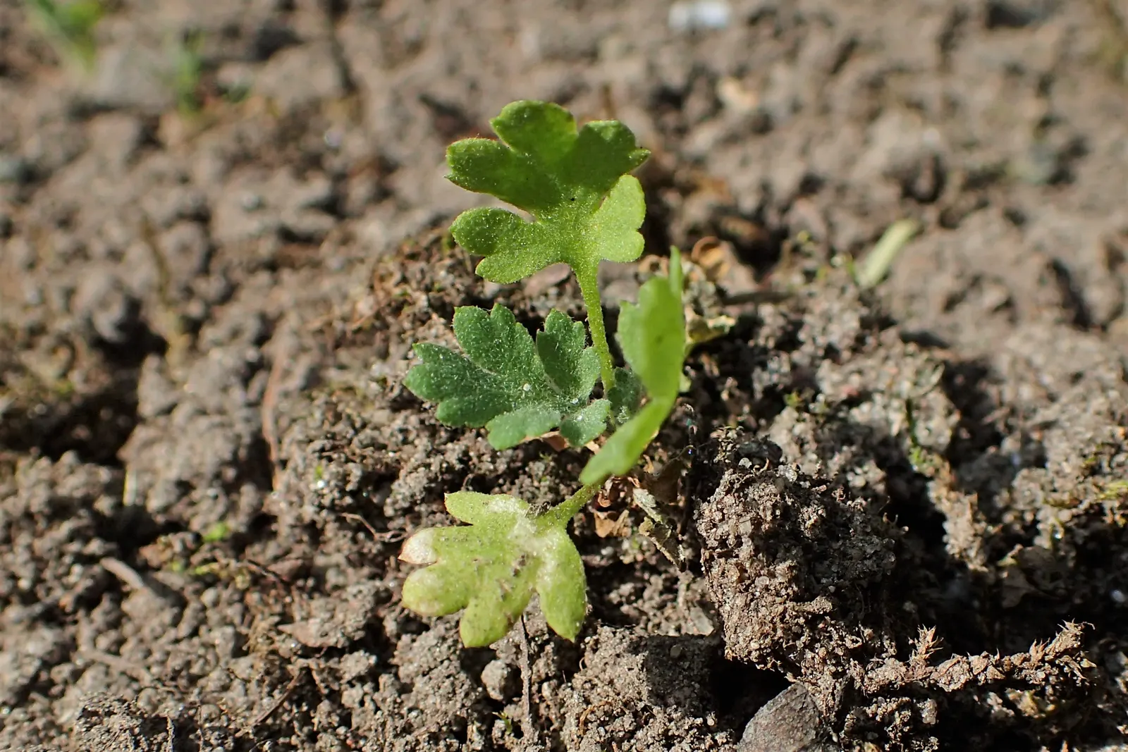 Feverfew (Tanacetum Parthenium) — green leaves that are divided into small segments, image 58