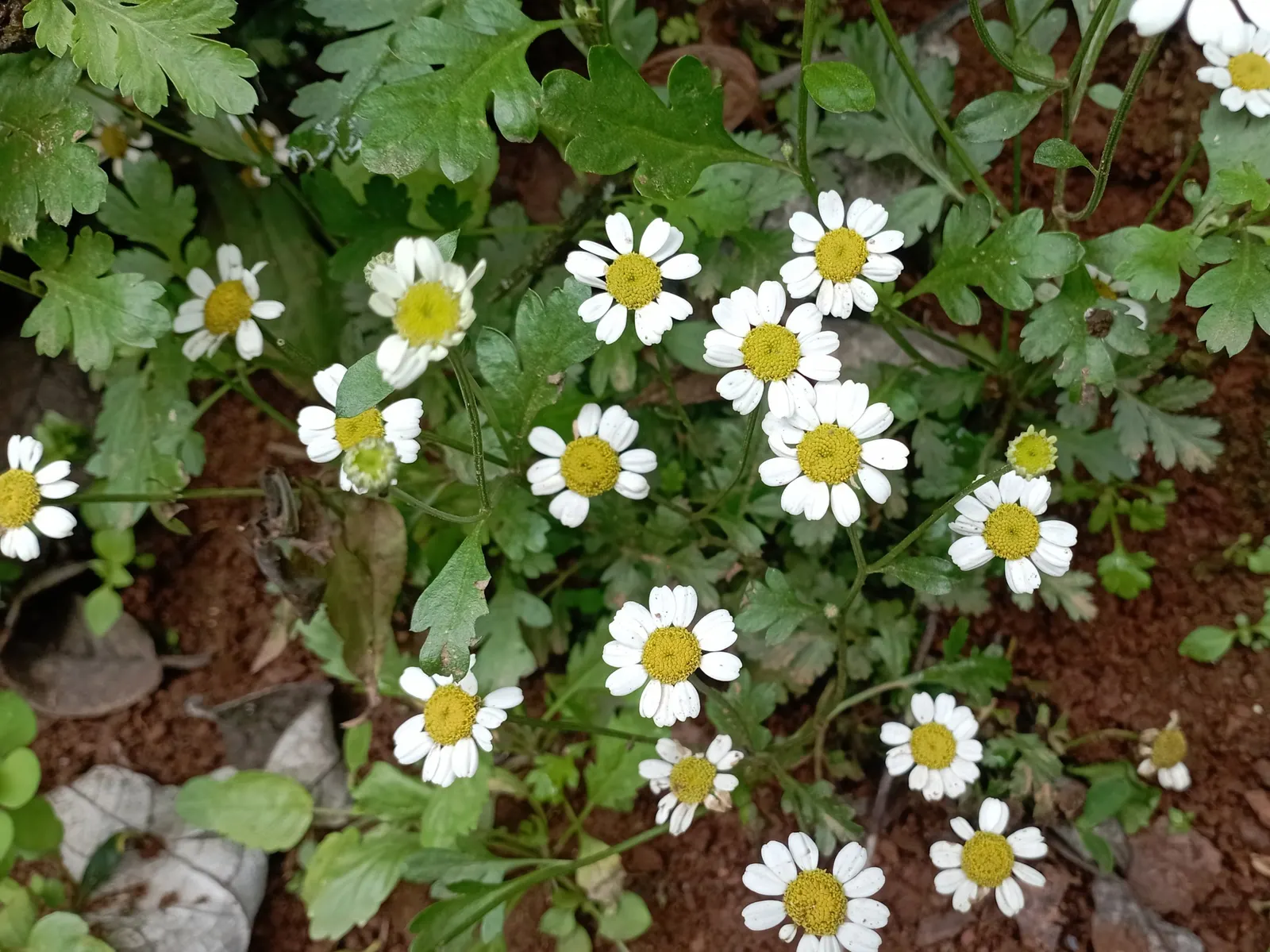 Feverfew (Tanacetum Parthenium) — Typically growing to a height between 1 to 2 feet with a similar spread; is a herbaceous perennial plant that, image 54
