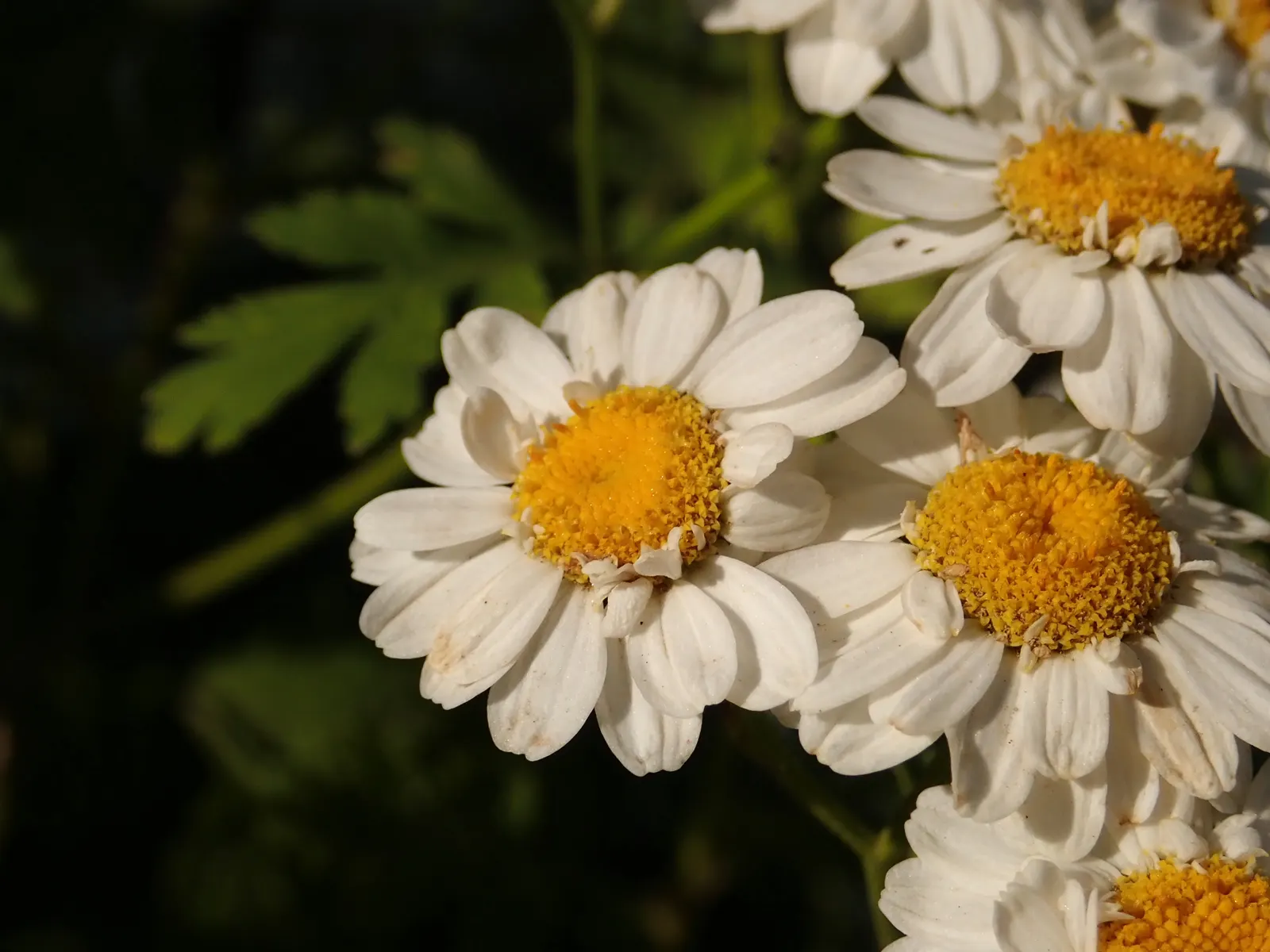 Feverfew (Tanacetum Parthenium) — Feverfew, Tanacetum parthenium, is a perennial herb with daisy-like blooms, spanning up to 1 inch across; its, image 70