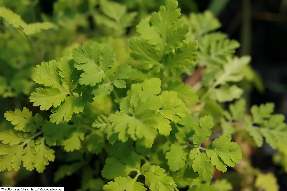 Feverfew (Tanacetum Parthenium) — Feverfew, Tanacetum parthenium, is a perennial herb with daisy-like blooms, spanning up to 1 inch across; its, image 47