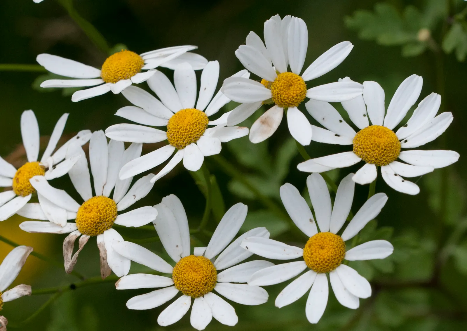 Feverfew (Tanacetum Parthenium) — white flowers in the garden; scientifically known as Tanacetum parthenium
