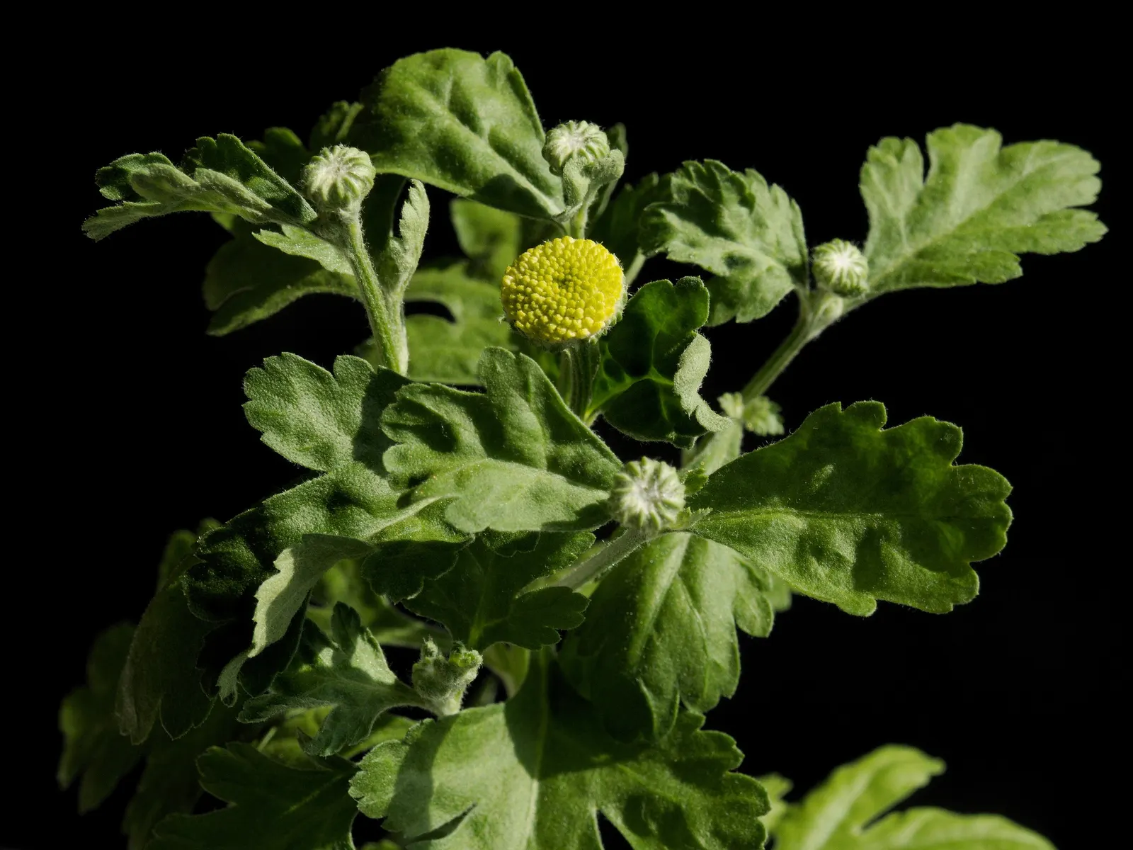 Feverfew (Tanacetum Parthenium) — Its lacy foliage, bright flowers, and robust growth make it ideal for borders and cottage gardens