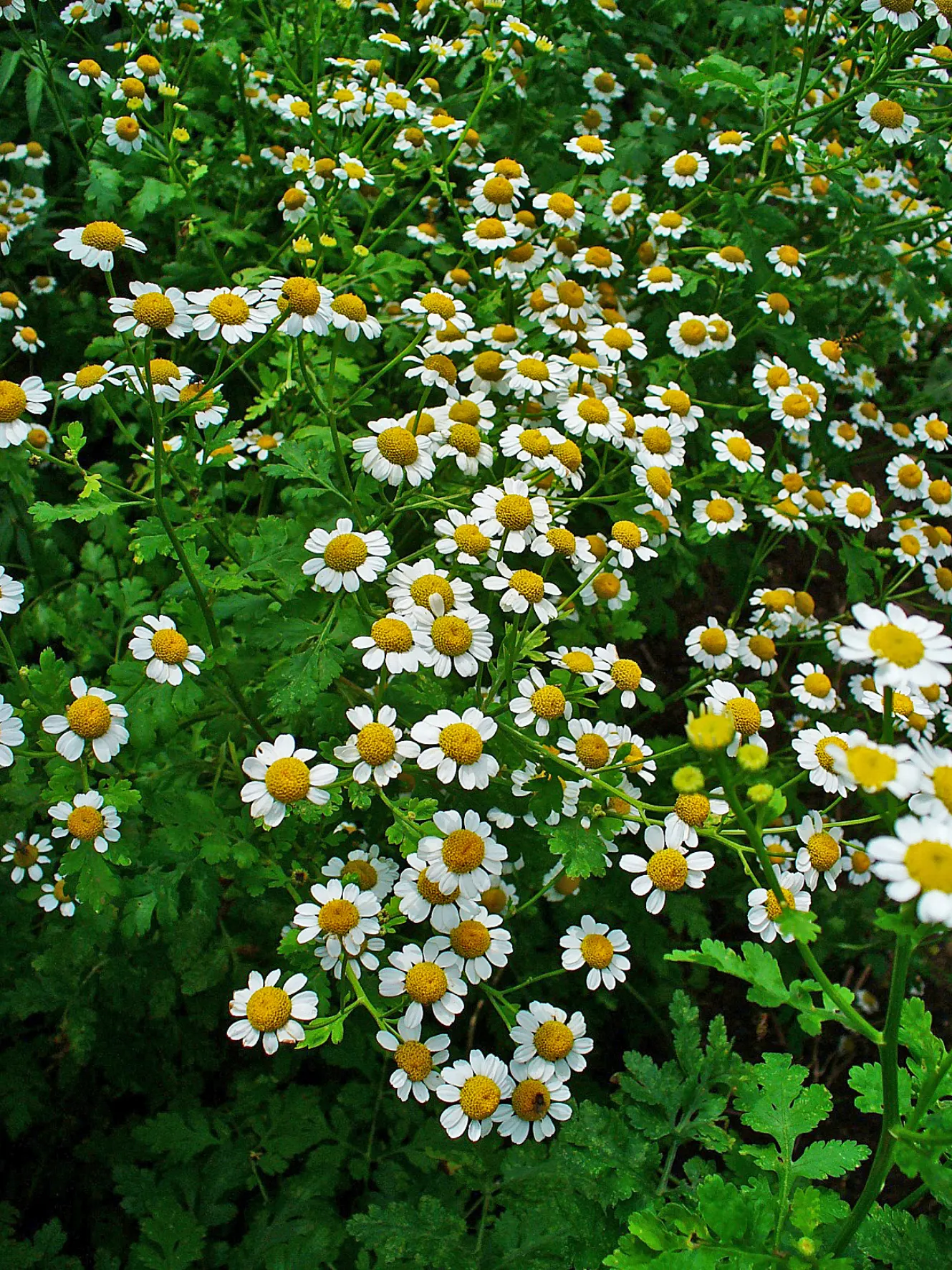 Feverfew (Tanacetum Parthenium) — Known for its medicinal properties, it thrives in full sun to partial shade and well-draining soils