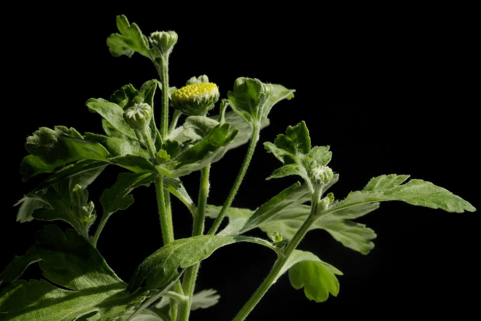 Feverfew (Tanacetum Parthenium) — creating a feathery appearance; feverfew offers enduring charm