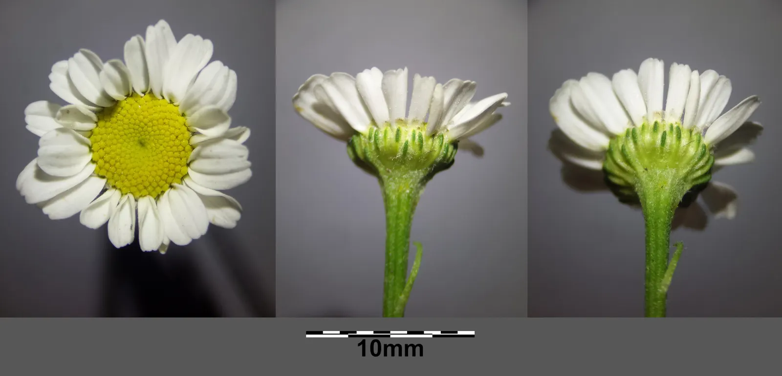 Feverfew (Tanacetum Parthenium) — It reaches 1.5‚Äì2 feet in height, with a similar spread; which typically bloom from early summer until fall, image 48