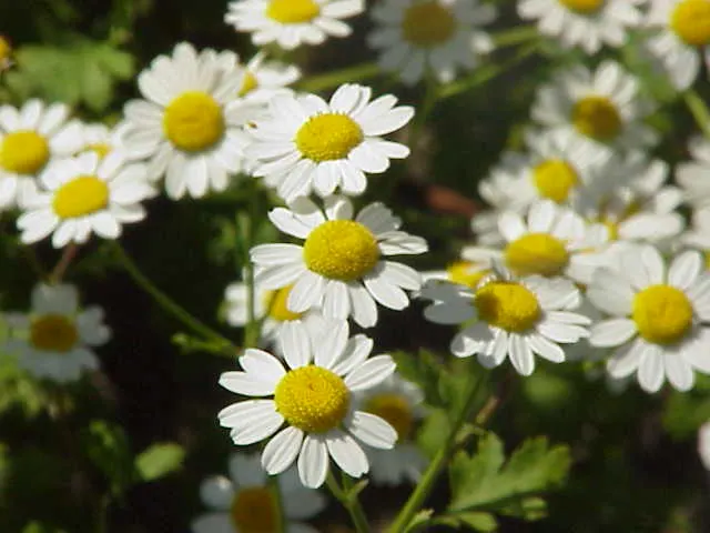 Feverfew (Tanacetum Parthenium) — herb / perennial for full; while demanding minimal care beyond basic watering and occasional pruning, image 69