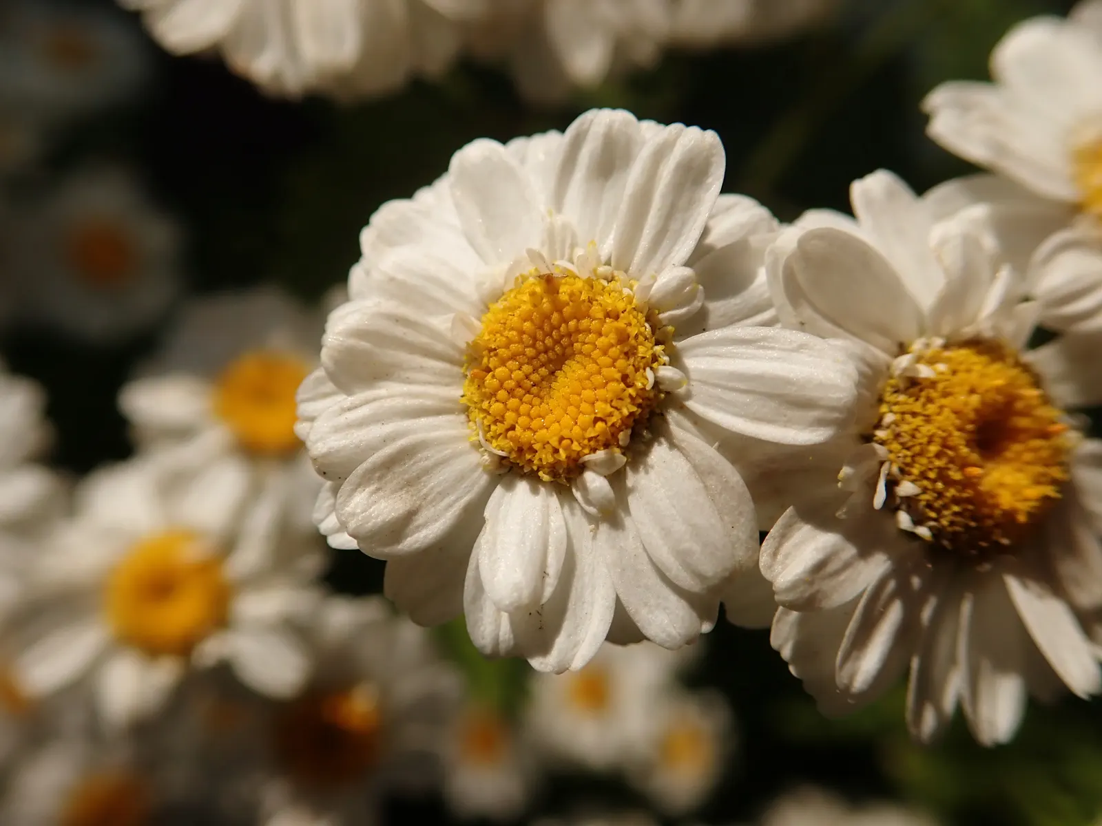 Feverfew (Tanacetum Parthenium) — herb / perennial with white blooms
