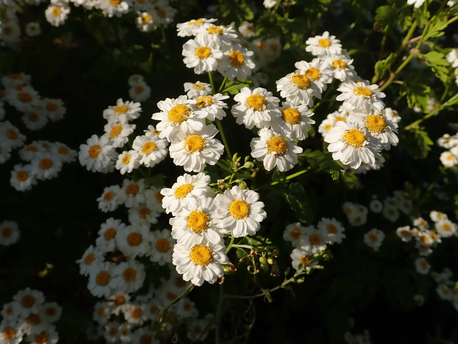 Feverfew (Tanacetum Parthenium) — Hardy from USDA zones 5-9, it requires minimal maintenance once established; its compact bushy nature fits well, image 51