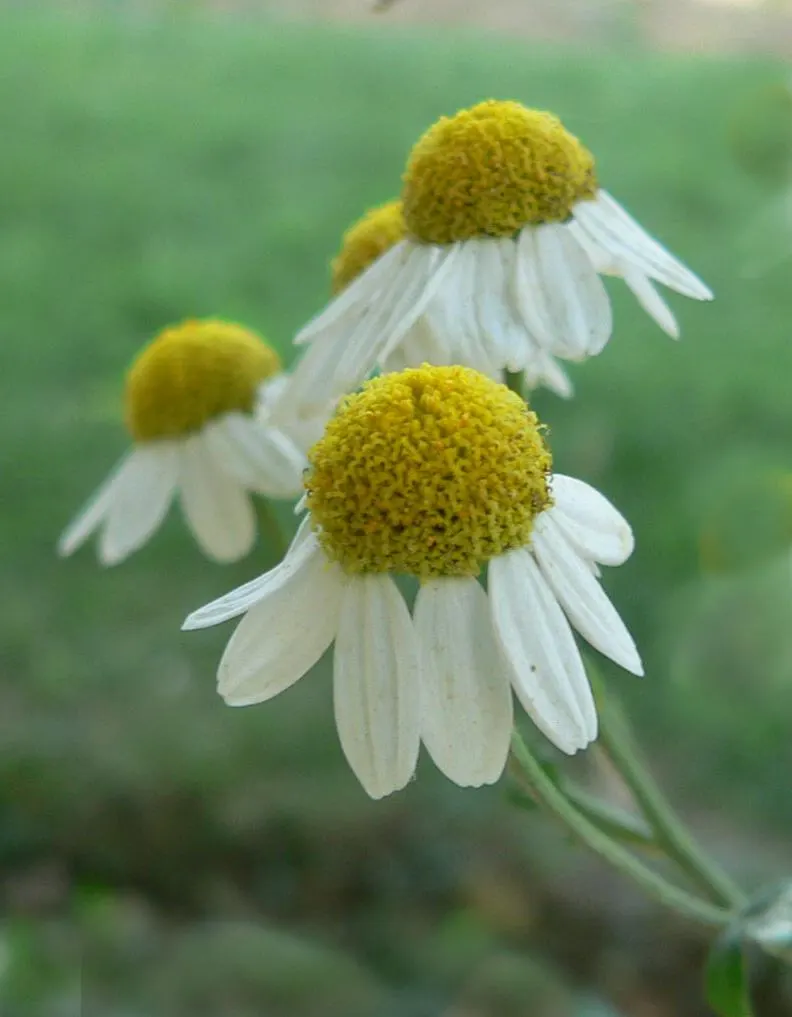 Feverfew (Tanacetum Parthenium) — scientifically known as Tanacetum parthenium; often used to mitigate headaches, image 52