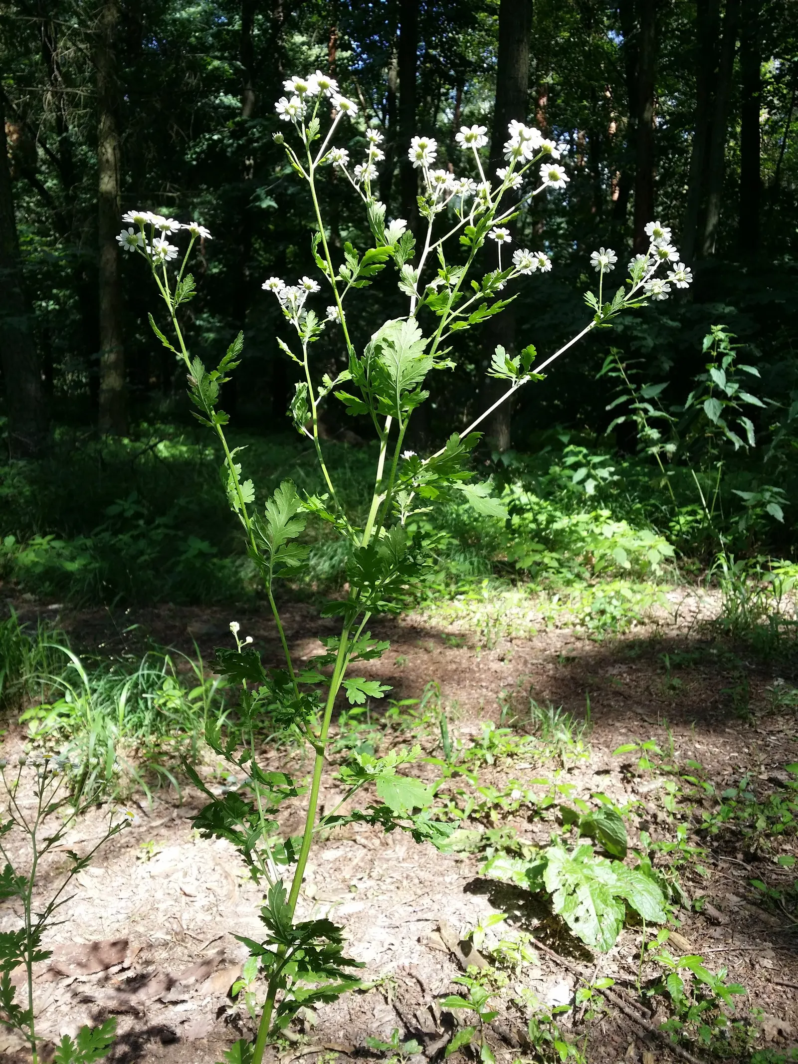 Feverfew (Tanacetum Parthenium) — Its lacy foliage, bright flowers, and robust growth make it ideal for borders and cottage gardens; it reaches, image 73