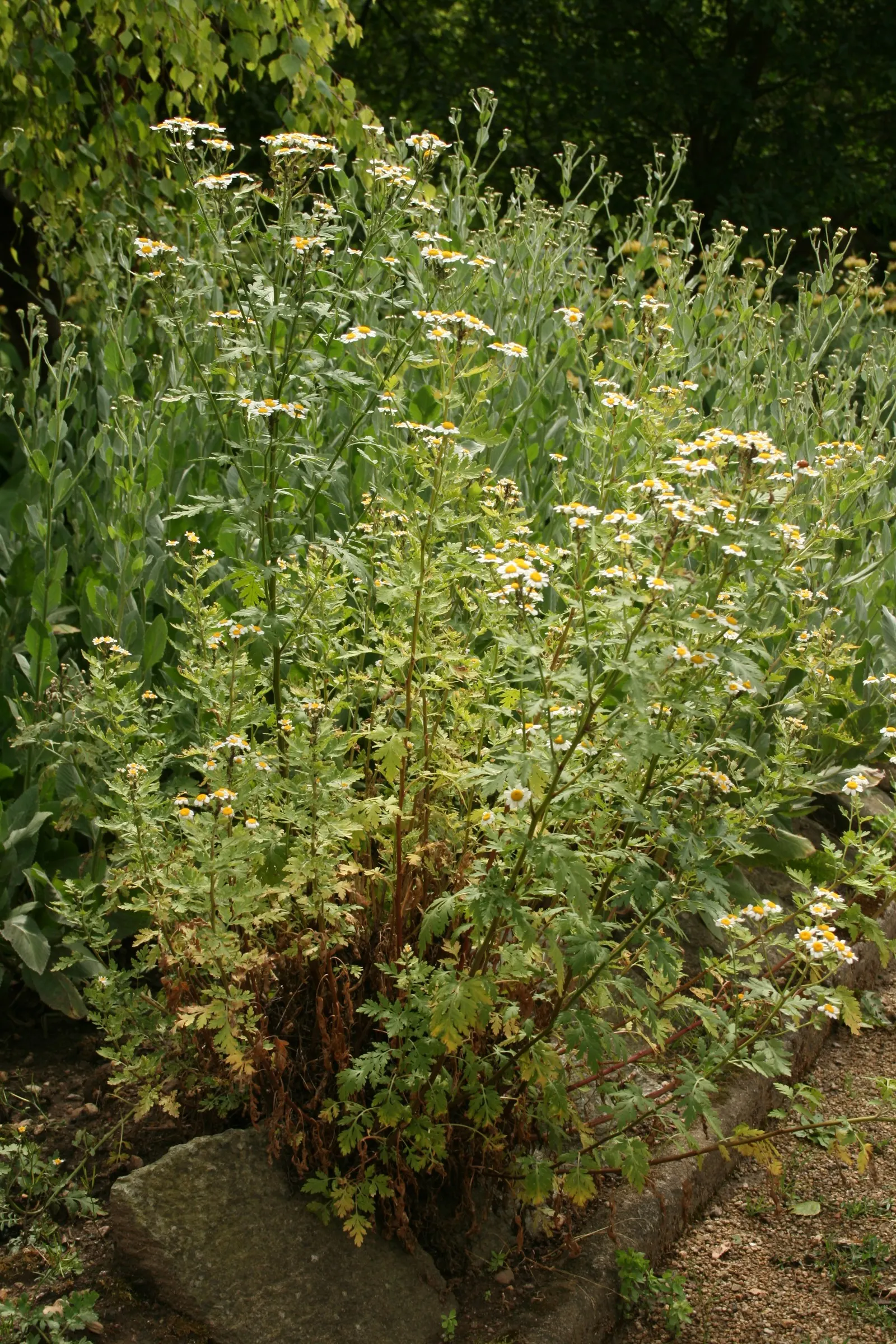 Feverfew (Tanacetum Parthenium) — to manage its spread and maintain a neat appearance; typically growing to a height between 1 to 2 feet with a, image 64