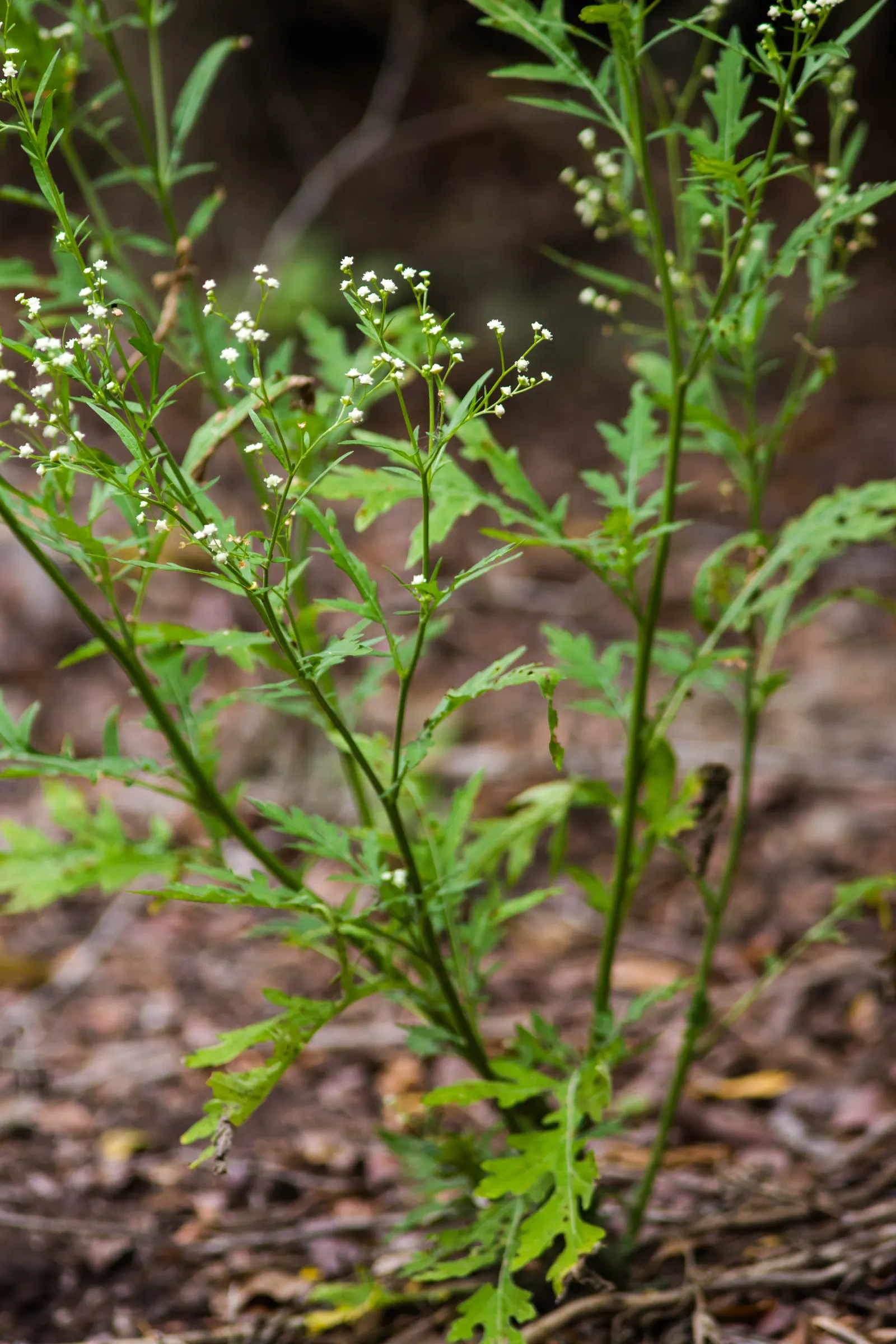 Feverfew (Tanacetum Parthenium) — Typically growing to a height between 1 to 2 feet with a similar spread; is a herbaceous perennial plant that adds both