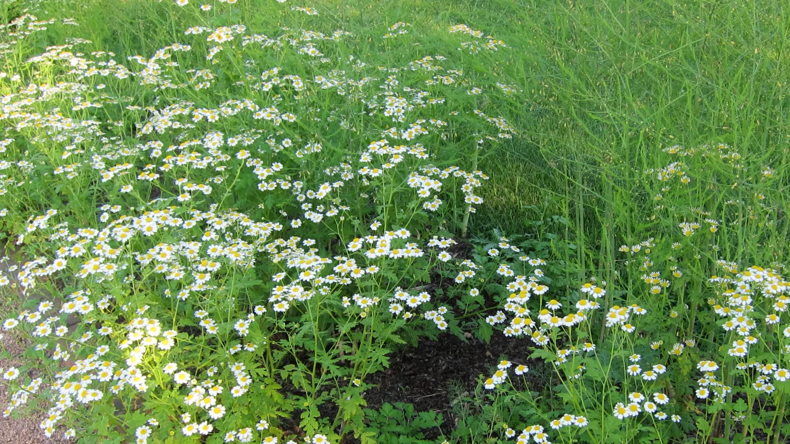Feverfew (Tanacetum Parthenium) — is a herbaceous perennial plant that adds both aesthetic and medicinal value to garden landscapes