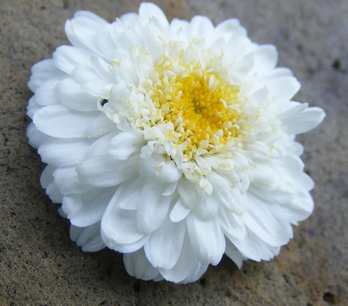 Feverfew (Tanacetum Parthenium) — often used to mitigate headaches; when integrating into garden design, it should be noted that it can self-seed, image 62