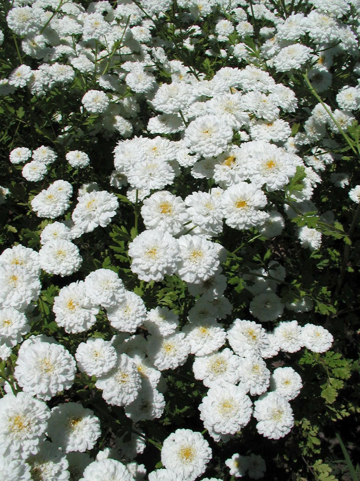 Feverfew (Tanacetum Parthenium) — Known for its medicinal properties, it thrives in full sun to partial shade and well-draining soils; to manage, image 72