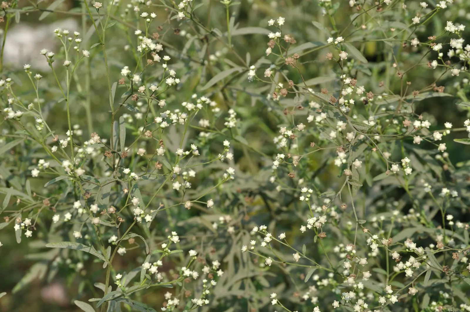 Feverfew (Tanacetum Parthenium) — while demanding minimal care beyond basic watering and occasional pruning; herb / perennial with white blooms, image 66